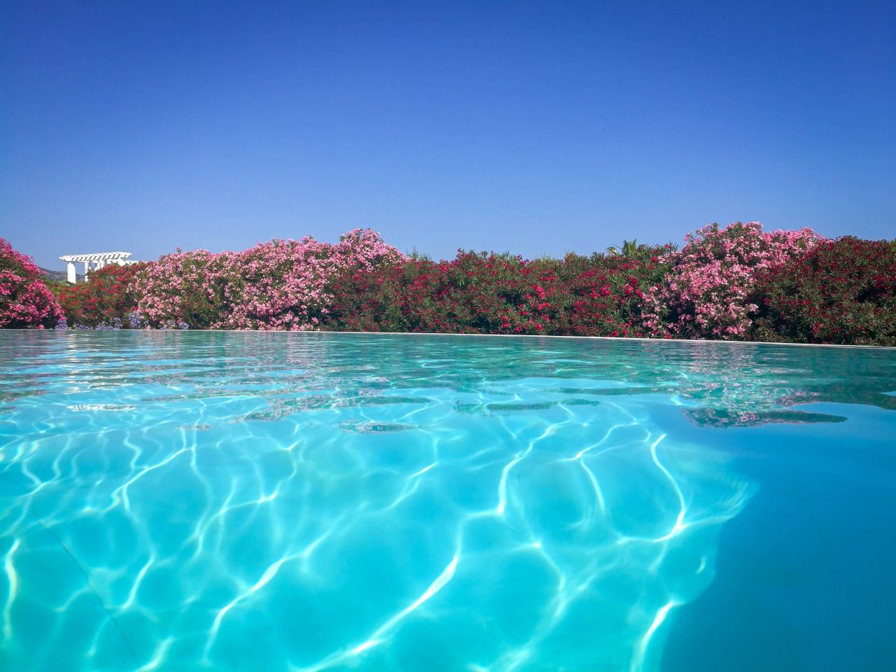 Piscine bleue cristalline reflétant la lumière du soleil, entourée de fleurs roses éclatantes et d'un ciel bleu lumineux. Un paradis serein.