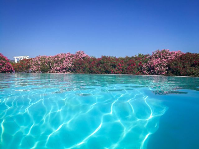 Clear blue swimming pool reflecting sunlight, surrounded by vibrant pink flowers and a bright blue sky. A serene paradise.
